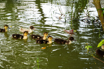 Ducklings' First Swim: A heartwarming image of a family of adorable ducklings taking their first tentative steps into the world, paddling playfully in a tranquil pond.