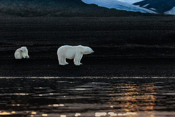 Polarbear on black rocks at dawn in Svalbard