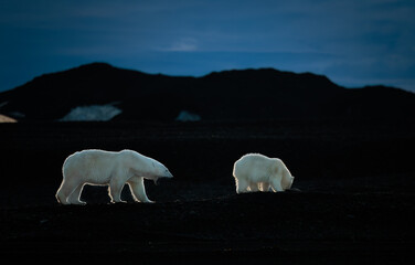 Polar bear with cub on black rocks at dawn in Svalbard