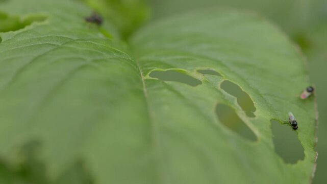 Closeup footage of Asian citrus psyllid parasitoid walking on a green leaf in the field in daytime