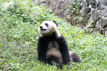 Close up Female Panda, Qing Bao, Panda Paradise, CHINA