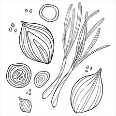onion slices and greens. sliced onion doodle