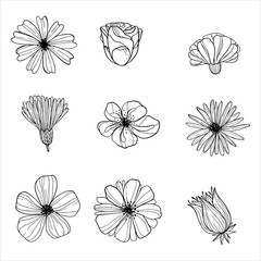 a set of blooming flowers. sketches of flower buds. decorative doodles