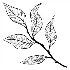sketch of a twig with leaves. doodle plant with leaves for decoration