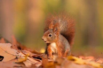 Red squirrel Sciurus vulgaris eurasian cute darling forest meadow animal red rusty in nature eyes beautiful loving, tree filbert collect nuts draw village, runs jump fast cubs caress, big ears, Europe