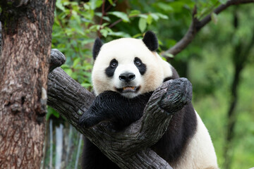 Male Panda Returned from USA, Xiao Qi Ji, Wolong Panda Base, China