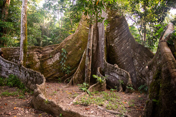 Samaúma, ou Sumaúma, a grande árvore da Floresta Amazônica, conhecida no local como "a muralha", esta árvore está situada em uma comunidade no município de Afuá, Pará, norte do Brasil. 2024/10