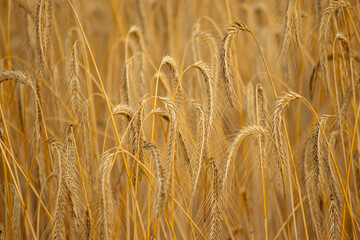 Wheat field in summer waiting the harvest. Ecology and climate change concept