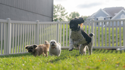 Three dogs playing in the park
