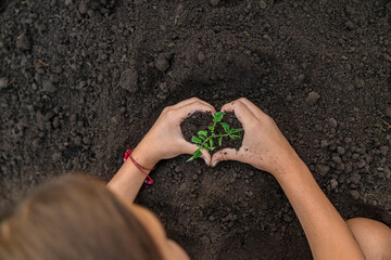 Child holding soil and plant in hands. Selective focus.