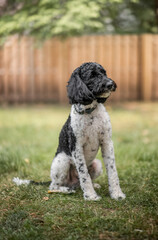 Beautiful English springer spaniel sitting in the grass on autumn 