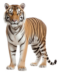 Obraz premium PNG Tiger wildlife standing animal.