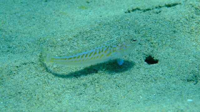 Weever or greater weever (Trachinus draco) undersea, Aegean Sea, Greece, Halkidiki, Pirgos beach