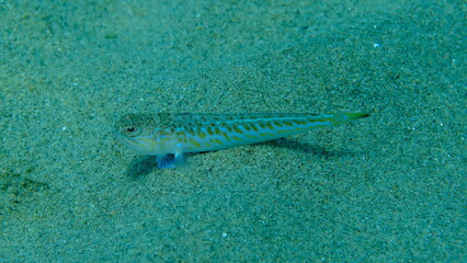 Weever or greater weever (Trachinus draco) undersea, Aegean Sea, Greece, Halkidiki, Pirgos beach