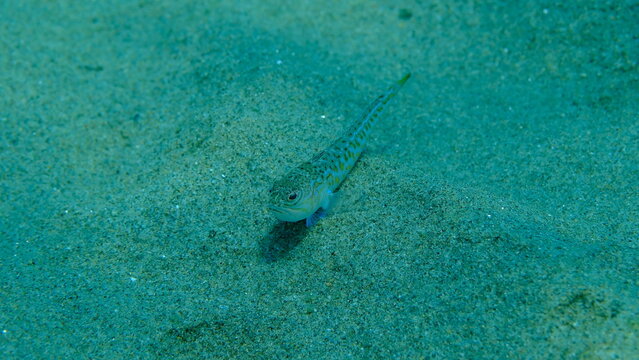 Weever or greater weever (Trachinus draco) undersea, Aegean Sea, Greece, Halkidiki, Pirgos beach