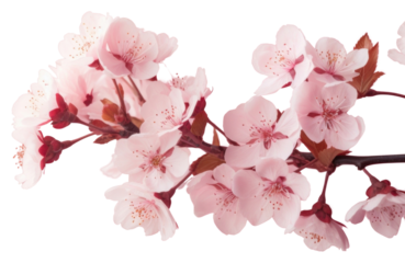 PNG Blossom flower plant inflorescence.