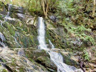 Fototapeta premium Serene waterfall cascading down moss-covered rocks in a lush forest setting