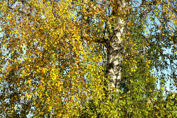 Birch leaves and trunk on a sunny day. Green and yellow leaves on a close-up of birch tree branches. White birch trunk in close-up focus.