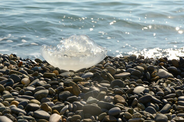 Large jellyfish on the seashore. Transparent jellyfish on rocks.
