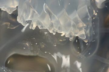 Large jellyfish on the seashore. Transparent jellyfish on rocks.