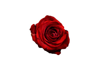 A rose on valentines day
