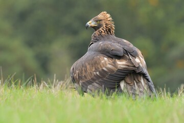 Golden eagle Aquila chrysaetos wildlife prey nature predator beautiful animal beautiful sighting...