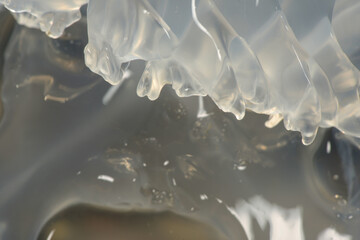 Large jellyfish on the seashore. Transparent jellyfish on rocks.