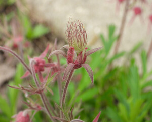 Geum triflorum (Prairie Smoke) Native North American Prairie Grassland Wildflower
