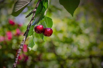 Ripe cherries on a tree.