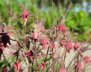 Geum triflorum (Prairie Smoke) Native North American Prairie Grassland Wildflower