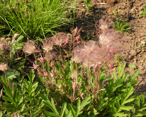 Geum triflorum (Prairie Smoke) Native North American Prairie Grassland Wildflower