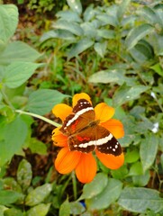 butterfly on flower