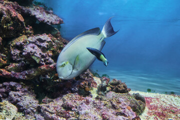 Ringtail surgeonfish, bicolor doctor swimming near colorful coral formations.