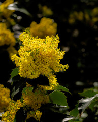 Beautiful blooming yellow flower of Mahonia vulgaris.
