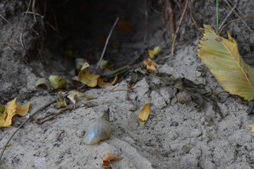 The hole in the ground with a tree in the form of a hole