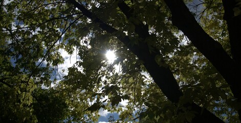 Under the tree in a sunny day