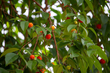 Pitanga (eugenia uniflora) é o fruto da pitangueira, dicotiledônea da família das mirtaceae.