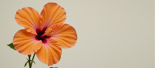 Obraz premium an orange-colored hibiscus flower against a blank background