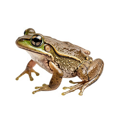 Fototapeta premium Common Frog on transparent background