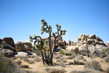 Joshua tree among boulders on sunny day
