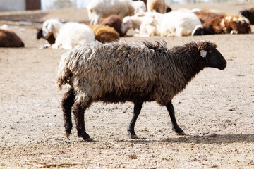 Obraz premium Sheep on the farm. Animal on the farm. Flock of sheep in the village.