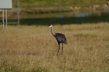 grey crowned crane in the grass