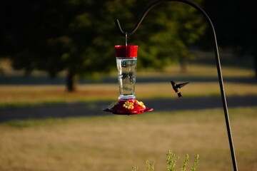 Humming Bird Feeder