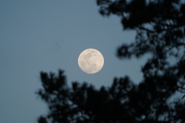 Moon through the Trees
