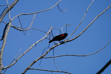 bird on a branch