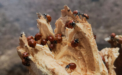 wood and ladybugs