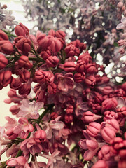 red and white flowers