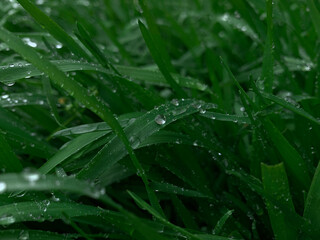 rain drops on grass