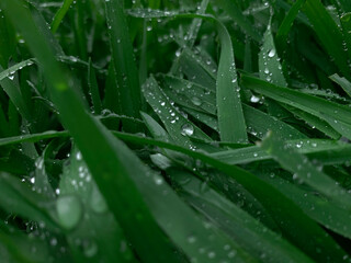 rain drops on grass