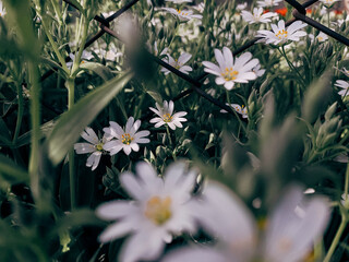 white flowers in the garden